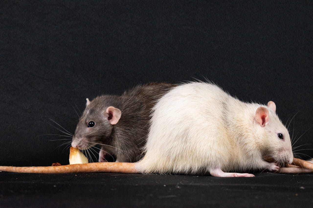 Two pet rats enjoying food against a black background, highlighting rodent companionship.